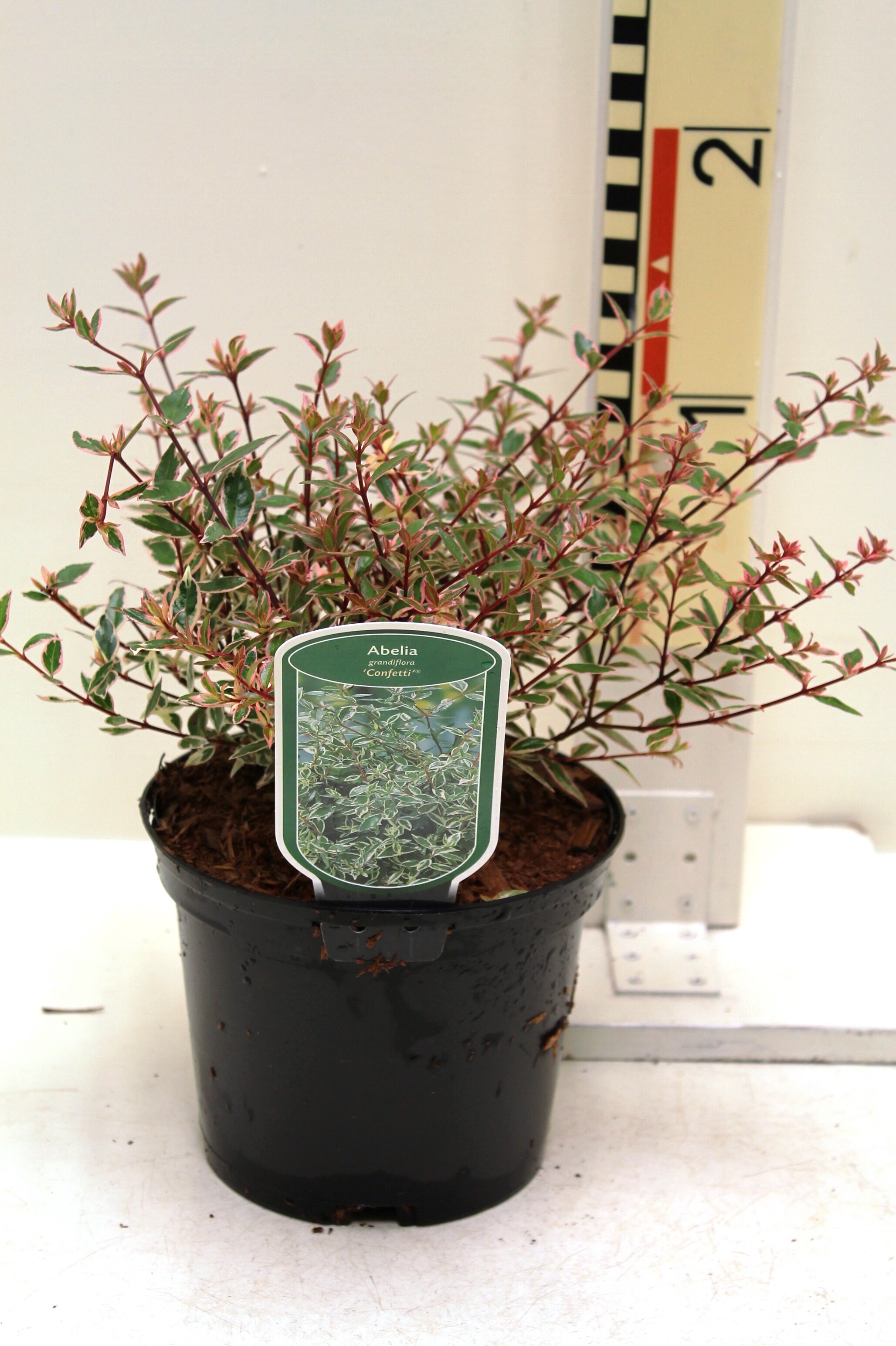 Abelia grandiflora 'Confetti' (R)